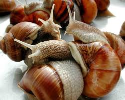 Come in, learn the word translation siput and add them to your flashcards. Why Eat This Disgusting Food
