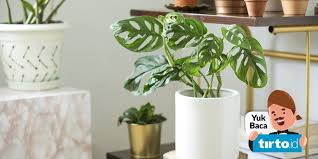 Karena tampilannya yang cantik, bunga ini biasanya digunakan untuk dekorasi. Kenapa Tanaman Janda Bolong Harganya Mahal Tirto Id