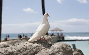 Dove Bird Wallpaper 4k 5k Bird Wallpaper Background Hd Wallpaper Dove Bird