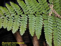 Image result for Hypolepis