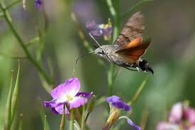 We did not find results for: Hummingbird Hawk Moth Macroglossum Stellatarum Macroglossum Stellatarum Bugguide Net