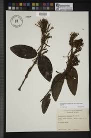 Image result for Phragmanthera usuiensis