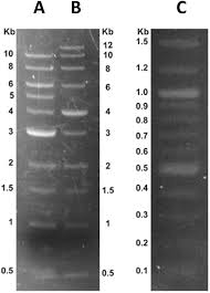 Danpy Dimethylaminonaphthylpyridinium An Economical And Biocompatible Fluorophore Organic Biomolecular Chemistry Rsc Publishing Doi 10 1039 C8ob02536c