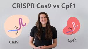 Following the crispr array are unique kpni and sali sites to linearize. Crispr Cas9 Vs Cpf1 5 Ways The Cpf1 Nuclease Outsnips Cas9 Youtube