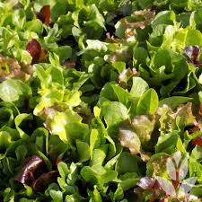 Leurs feuilles sont souvent plus larges et plus fines. Potager A L Ombre Quels Legumes Planter Conseil Jardin Willemse