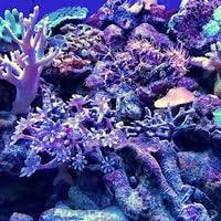 Tong's tropical fish & pets. Tong S Tropical Fish Pets Fountain Valley Ca