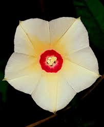 Image result for Xenostegia medium