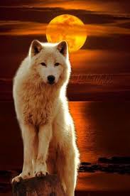 Amazing Divine Beauty Cilgin Disi Kedi Hayvan Fotografciligi