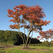 Amelanchier Lamarckii F G Schroeder Kupfer Felsenbirne Pflanzen Null Bruns Website Sad Derevo