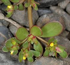 Image result for Portulaca oleracea