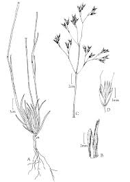 Image result for Avenella