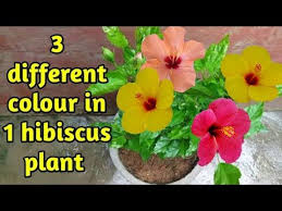 Maybe you would like to learn more about one of these? Multiple Flowering Colour In 1 Hibiscus Plant How To Multiple Grafting On Hibiscus Plant Youtube Hibiscus Plant Plants Hibiscus