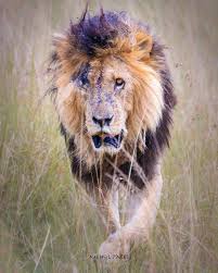 03.03.2019 · scarface the lion: Lions Of Africa Posts Facebook