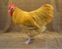 They have very laid back personalities and make good pets. The Livestock Conservancy
