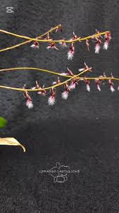 Image result for Bulbophyllum saltatorium