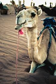 Pin On Wielblad Camel