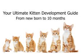 Your Ultimate Kitten Development Guide Pawsometalk Medium