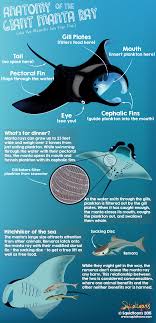 Anatomy Of The Manta Ray Squidtoons Marine Biology Animal Infographic Marine Animals