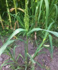 Image result for Echinochloa frumentacea