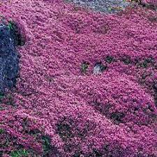 Pin By Leesa Eldred On Perinnials Flowers Creeping Thyme Red Creeping Thyme Flowers Perennials