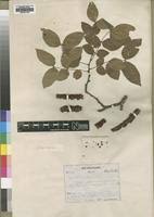 Image result for Pilostyles aethiopica