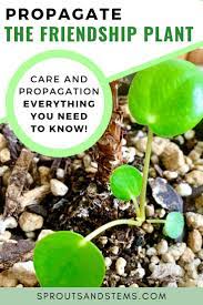 Easy Pilea Peperomioides Propagation And Care Guide Propagation House Plant Care Pilea Peperomioides