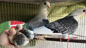 Sekarang ini, burung merpati kipas juga semakin diminati banyak orang karena harga jualnya yang tinggi sehingga cocok dijadikan sebagai salah satu lahan selain itu, sediakan juga kerikil kecil untuk mempermudah penghancuran makanan kasar dalam perut burung dan juga sebagai asupan mineral. Cara Meloloh Anak Merpati Menggunakan Spetan Merpati Hias Santinet Youtube