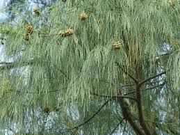 Image result for Casuarinaceae