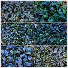 Image result for Polystachya caloglossa