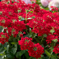 These 12 annual flowers can take it all and thrive. Southern Living Plant Collection 2 5 Qt Endurascape Red Verbena Perennial Plant With Clusters Of Small Red Blooms 9896q The Home Depot