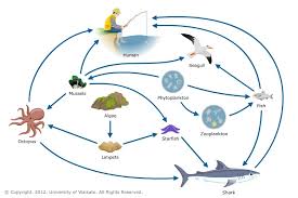 toxins and food webs science learning hub