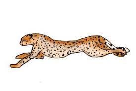 How to draw a cheetah running. How To Draw A Cheetah Running Drawingnow