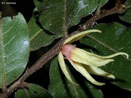 Image result for Mostuea hirsuta