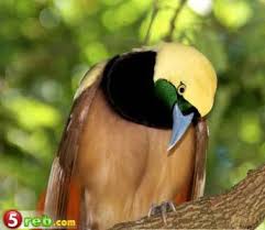 معلومات عن الطيور Rakanimals