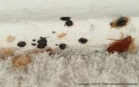 Image result for bed bugs droppings