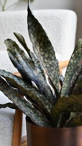 Image result for Sansevieria kirkii
