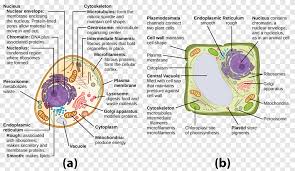 Ribosomes found in higher plant and animal cells are oblate or spheroids in shape, having a. Plant Cell Cel Lula Animal Vacuole Organelle Plant Text Biology Png Pngegg