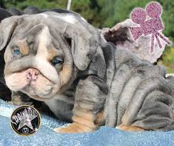 You will find english bulldog dogs for adoption and puppies for sale under the listings here. English Bulldogs Puppies For Sale Best English Bulldogs For Sale