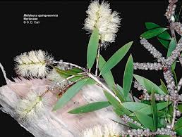 Image result for Melaleuca quinquenervia