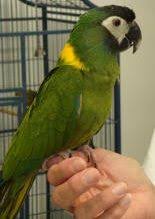 Golden collared macaw or yellow collared macaw primolius. Yellow Collared Macaw For Sale