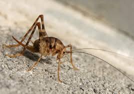 Keep plants away from the house. Camel Crickets Appearance Size Control Facts Pictures