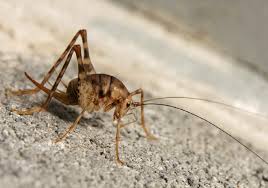 How do camel crickets survive in your home? Camel Crickets Appearance Size Control Facts Pictures