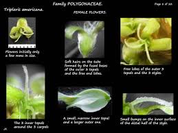 Image result for Triplaris