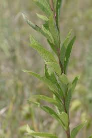 Image result for Vernonia zanzibarensis