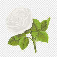 Zety roses menjalankan perniagaan bunga ros selama 6 tahun dan telah mendapat perhatian orang ramai dalam perniagaan bunga ros. Bunga Mawar Mawar Putih Putih Daun Bunga Png Pngwing