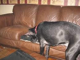 We will surely be able to fulfill your request for the perfect puppy. Great Dane Puppies Watch Em Grow Hubpages
