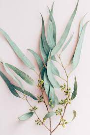 Top Rated Florist Greenery Foliage Florist Blog We Love Florists Floristry Resources Inspirations
