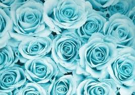 Beautiful flowers flowers nature wallpaper hd wallpaper flower free wallpaper flower background nature roses love wallpaper. Tumblr Blue Flowers Blue Roses Wallpaper Rose Flower Wallpaper Beautiful Flowers Wallpapers