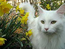 It's a good idea to visit the cattery. Maine Coon Wikipedia