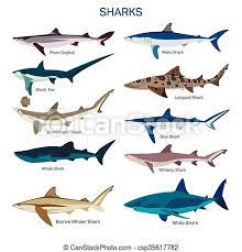 Maybe you would like to learn more about one of these? Shark Fish Vector Set In Flat Style Design Different Kind Of Sharks Species Icons Collection Isolated On White Background Canstock